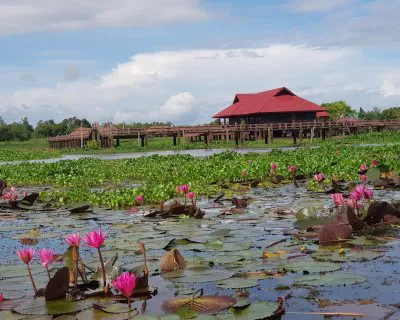 บัวแดง 3