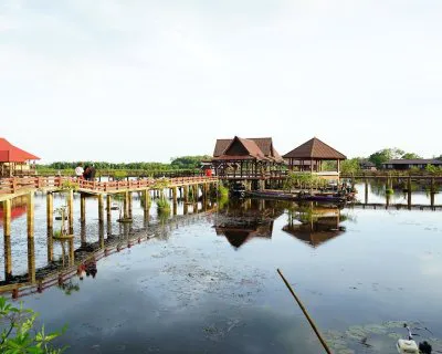 บัวแดง 2